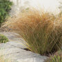 Oranje zegge - Carex testacea 'Prairie Fire'